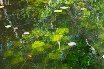 Algae under water, close up - 745288811