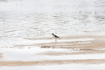 Wood sandpiper on a sandy shore near the water - 745288817