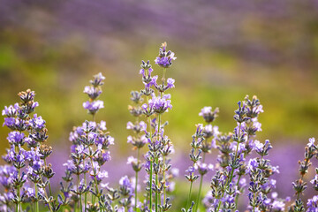 Purple violet color lavender flower field closeup - 745288835