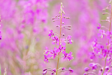 Flowers of Fireweed, Chamaenerion angostifolium on a sunny summer day - 745288855