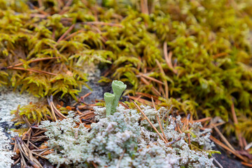 Various tundra plants close-up in autumn - 745288856