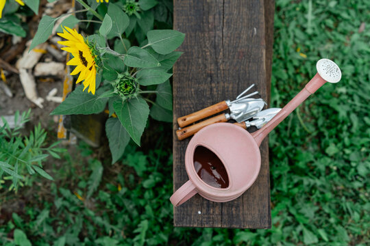 Overhead view of a watering can and gardening tools on a wooden bench by sunflowers in summer, Belarus