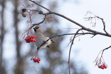 Waxwings eat rowan berries, close-up - 745289010