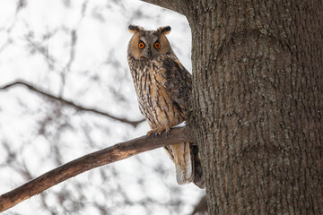 Adult Long-eared owl perched on a tree branch - 745289026