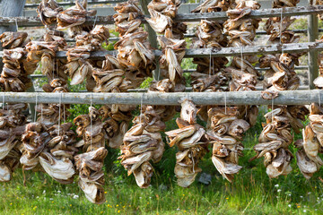 Dried cod heads close up, Norway - 745289030