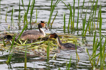 Great Crested Grebes near its nest close up - 745289032