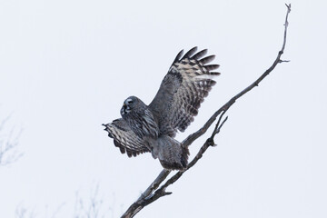 Great gray owl takes off from a tree branch. Monochrome