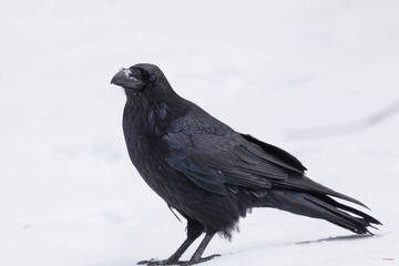 A black raven stands in the snow, close up - 745289048