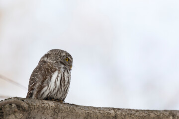 Eurasian pygmy owl sitting on a tree branch in spring day close up - 745289064