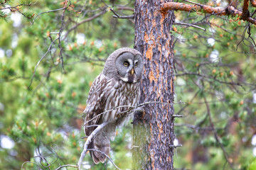 Great gray owl sitting on a tree branch close up - 745289083