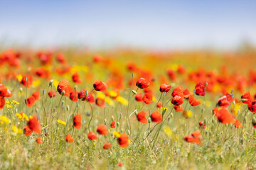 Field with blossoming poppies. Summer. Close up - 745289088