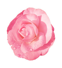 Pink rose flower isolated on white background. Clipping path included. 
wet camellia