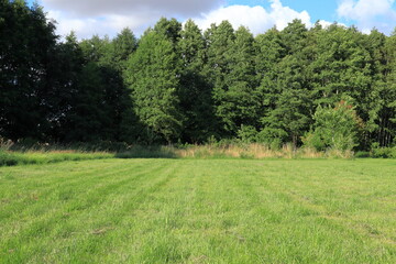 Green landscape photo during July. Sunny summer day. Skara, Sweden.