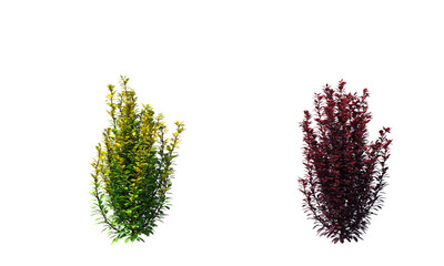Berberis, barberry, bushes, shrubs, evergreen, small tree, bush, tree, big tree, light for daylight, easy to use, 3d render, isolated