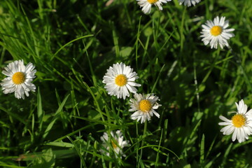 Fototapeta premium Daisy flowers at a wild lawn. Prästkrage in Swedish.