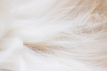 Grey animal fur closeup, background or texture - obrazy, fototapety, plakaty