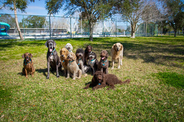 Large group of assorted dogs sitting together in a dog park, Florida, USA