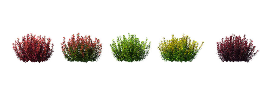 Berberis, barberry, bushes, shrubs, evergreen, small tree, bush, tree, big tree, light for daylight, easy to use, 3d render, isolated