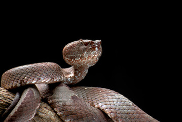 The mangrove pit viper is one of the most dangerous snakes