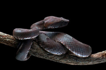 The mangrove pit viper is one of the most dangerous snakes