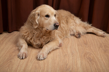 Laminate flooring.Laminate flooring for sale.The dog is lying on the laminate.