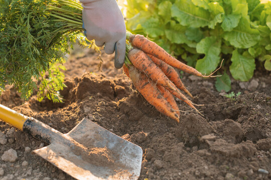 Close-up of a person digging up carrots in a vegetable garden, Belarus