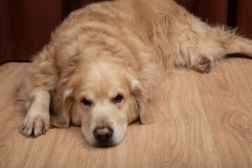 Laminate flooring.Laminate flooring for sale.The dog is lying on the laminate.
