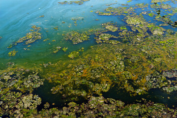 Dirty sewage on the surface of the sea. Used oil, fuel oil and heavy lubricants. Environmental pollution