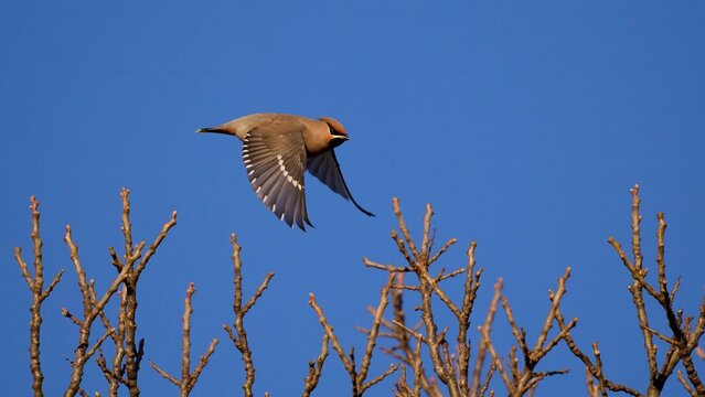 Bohemian waxwing (Bombycilla garrulus)