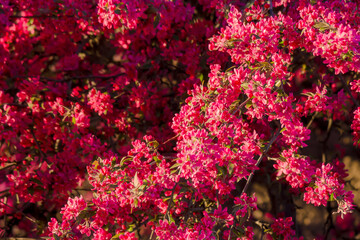 red crabapple blossoming in evening light. beautiful nature background in spring