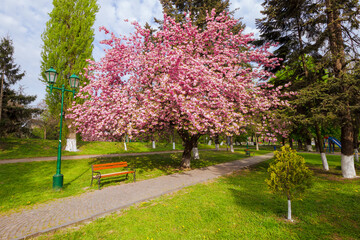 uzhgorod, ukraine - 26 apr 2015: masaryk square in spring. sakura tree in full blossom. wooden...