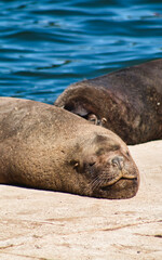 Sea lion sleeps peacefully while basking in summer sunshine