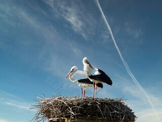 couple of storks in the nest