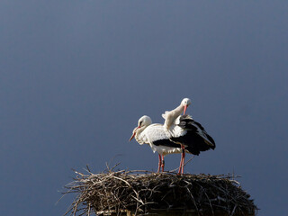 couple of storks in the nest
