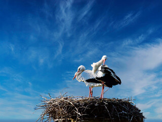 couple of storks in the nest