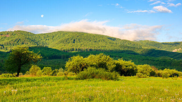 carpathian countryside scenery in spring. mountainous rural landscape of ukraine with grassy field in front of a forested hill beneath a blue sky with fluffy clouds in morning light