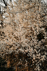 Blühender Baum im Frühling unter blauem Himmel