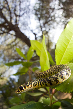 Coluber viridiflavus (Snake Snake) (Western Wip Snake). Baratz pine forest. Sassari. Sardinia, Italy..