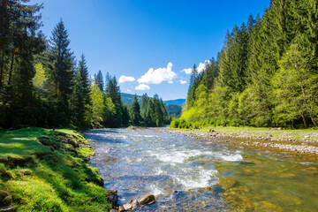 carpathian nature scenery with river on a sunny day in spring. trees along shore and forest on the hill. mountainous landscape of ukraine beneath a blue sky with fluffy clouds