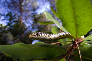 Coluber viridiflavus (Snake Snake) (Western Wip Snake). Baratz pine forest. Sassari. Sardinia, Italy..