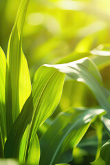 Verdant Corn Stalks background with copy space. Simple Close-up of green corn stalk leaves, with a play of light and shadow highlighting their texture.