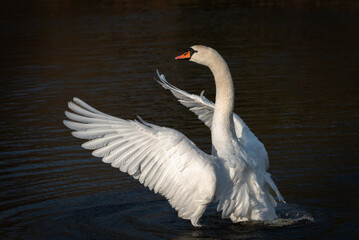 An adult mute swan (Cygnus olor) flaps its wings, shaking off water after preening in the water. - 745295888