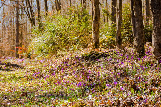 forest scene on a sunny day in spring. purple crocus flowers blooming on the grade