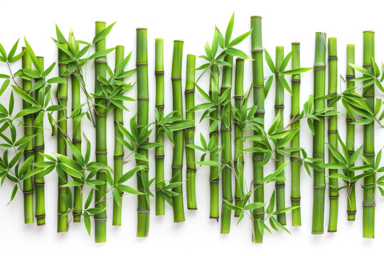 Green Bamboo Sticks on White Wall © Piotr