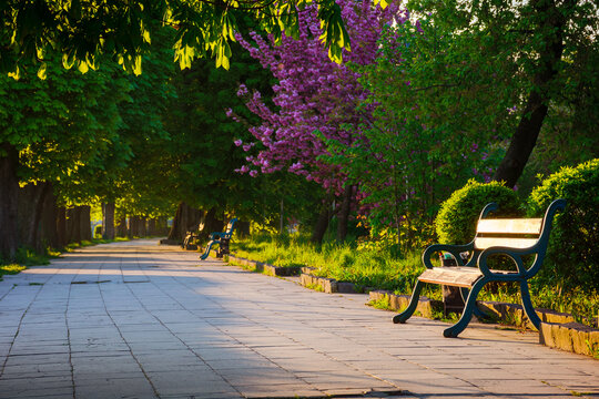 avenue with chestnut trees. bench on the side of a paved footpath. beautiful urban springtime scenery of uzhgorod city in morning light