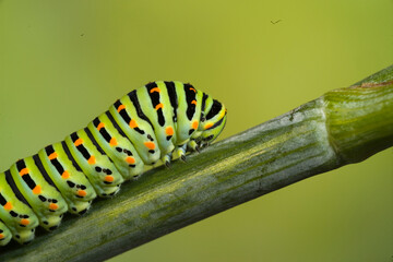 caterpillar on a leaf machaon