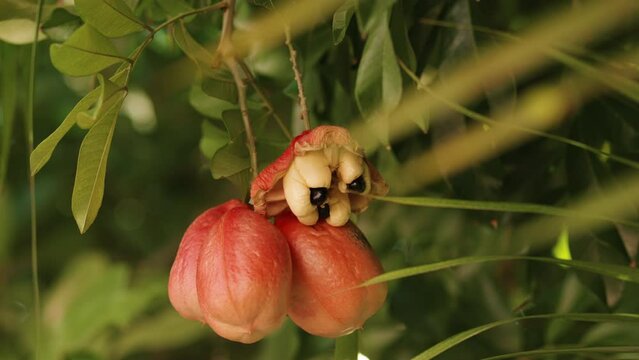 A mature Ackee fruit on the tree.