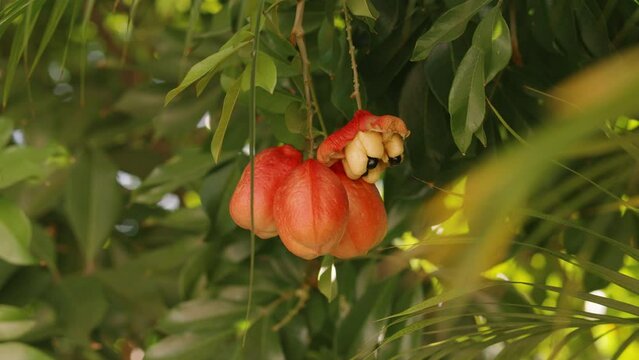 Jamaican national fruit. A ripe Ackee fruit on its tree