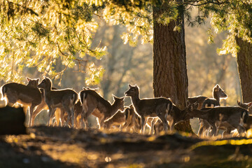 Group of deer standing in the golden hour under a tree - obrazy, fototapety, plakaty