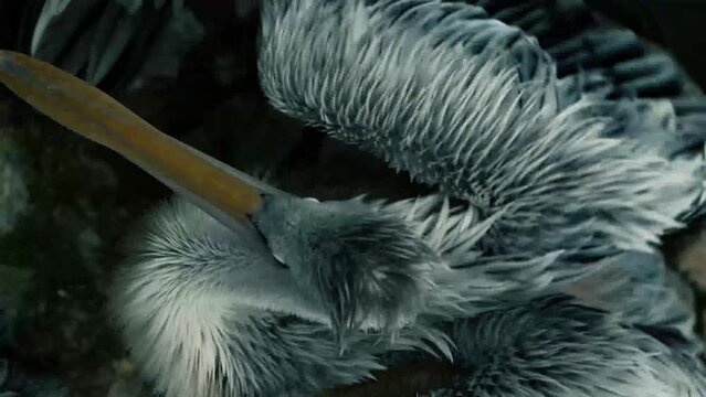 A 4k 120fps slow motion video with color correct of a pelican cleaning its self. showing the detail of wet feathers being shaken and scrubbed